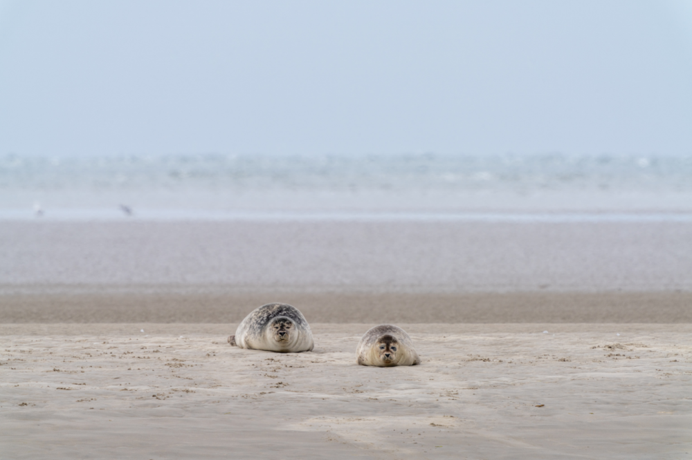 Besøk luksushus nr. 179 i Sydjylland.